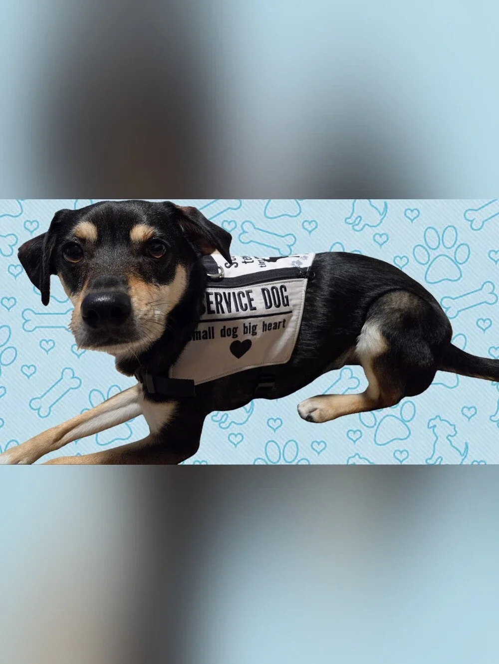 Service Dog Vest - White/Black
